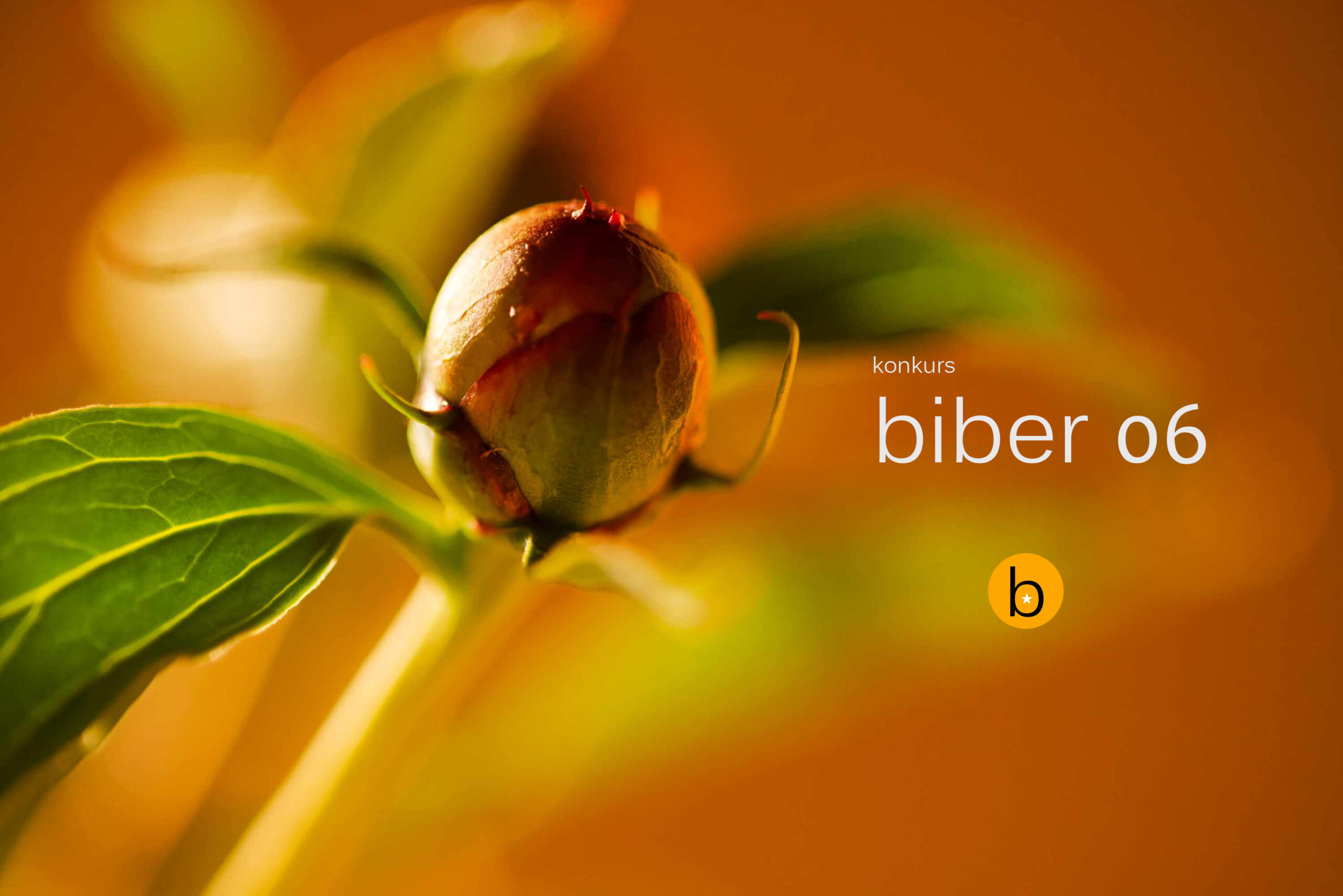 Results of the Sixth Biber Short Story Contest